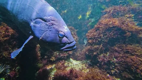 Close up of large grouper fish Stock Footage 264125821