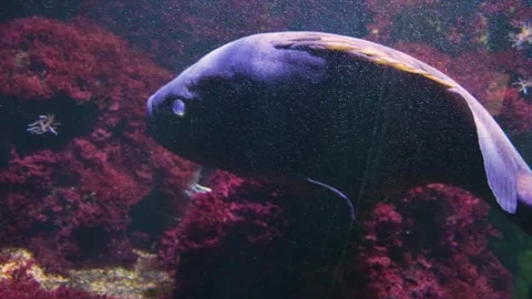 Close up of a large grouper Stock Footage 244337915