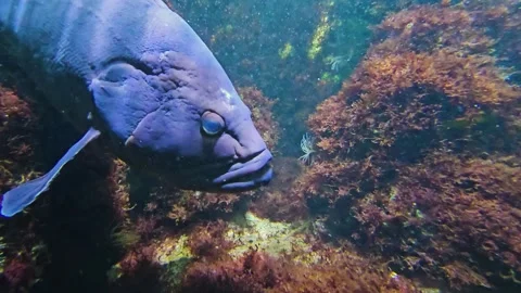 Close up of a large grouper Stock Footage 264127613