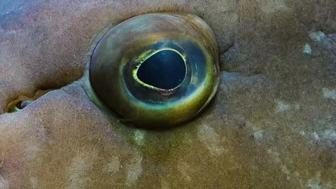 Close up of a large grouper Stock Footage 264127648