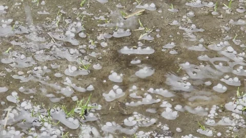 Close-up of large hail stones falling into muddy puddles with green grass s.. Vídeos de archivo 332311553