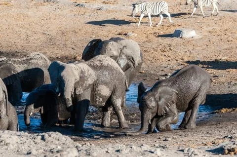 Close-up of a large herd of Elephants Bathing an Drinking in a waterhole Stock Photos