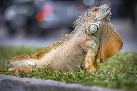 Close up of a large iguana Stock Photos