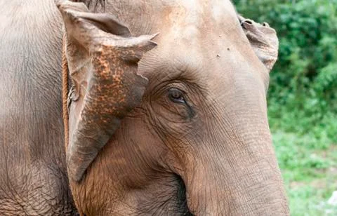 Close up of a large Indian elephant, flapping ears Stock Photos