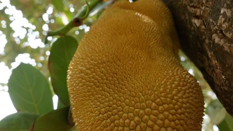 Close up a large jackfruit hangs from a jackfruit tree in the garden. Asian Stock Footage 206356108