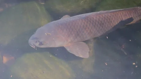 Close up large Japanese carp as it swims near the surface of the water Stock Footage 48390497