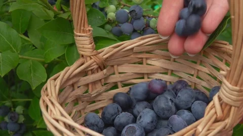 Close-up of the large juicy blueberries falling into the wicker basket Stock Footage 146590375