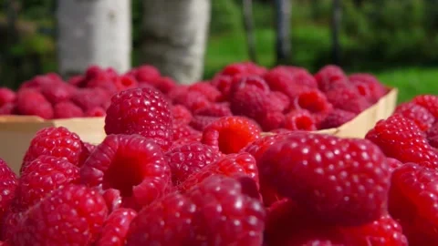 Close up of large juicy raspberry falls into a basket Stock Footage 259383980