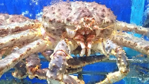 Close-up of a large king crab inside a glass aquarium with water droplets o.. Stock Footage 331898049
