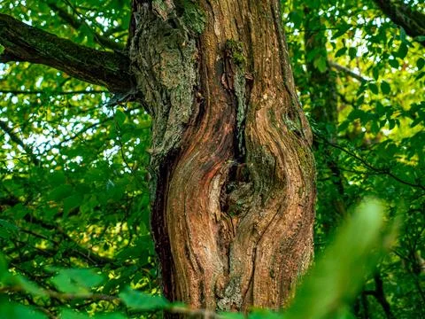 A close-up of a large knothole on the tree 写真素材