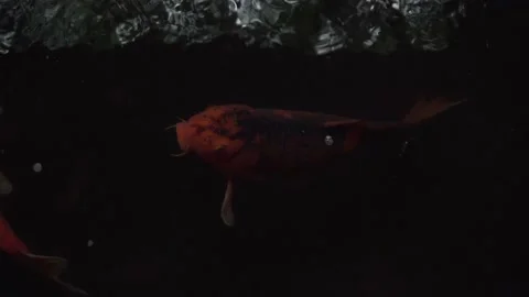 Close up of a Large Koi fish feeding off the surface of an outdoor garden pond Stock Footage 162154891