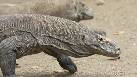 Close up of large Komodo dragon walking. Komodo National Park, Indonesia Stock Footage 175154596