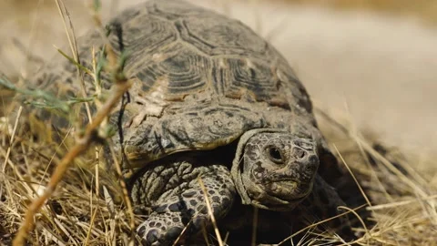 Close-up of a large land turtle lying on... | Stock Video | Pond5