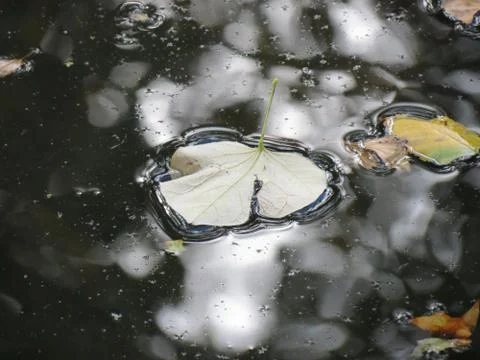 Close up of large leaf floating in the water. Foto stock