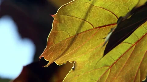 Close-up, large leaf moving lazily in the wind Stock Footage 321001398