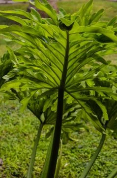 Close up of a large leaf of a palm tree, against sunlight. Stock Photos