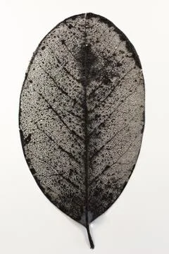 Close up of a large leaf showing veins on the leaf in black and white ink. Foto stock