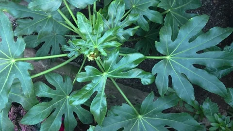 Close up of a large leave plant Video stock 294373277