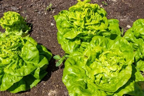 Close-up of a large lettuce, that grows in the brown soil of a vegetable bed. Stock Photos