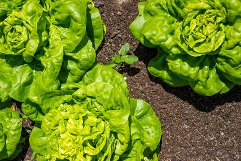 Close-up of a large lettuce, that grows in the brown soil of a vegetable bed. Stock Photos