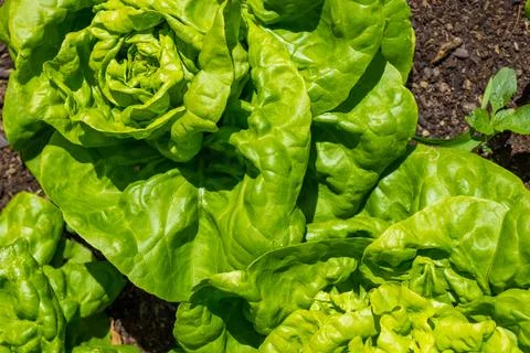 Close-up of a large lettuce, that grows in the brown soil of a vegetable bed. Stock Photos