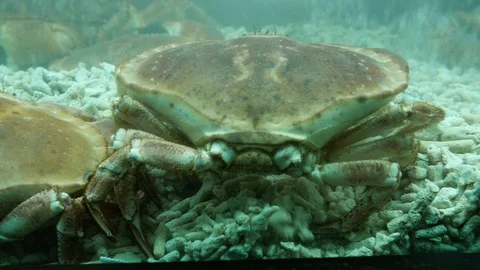 Close up of a large live king crab moving its little arms up and down in a water Stock Footage 102144128