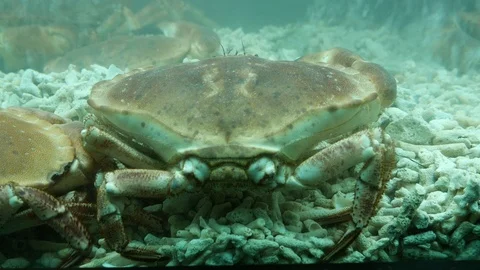 Close up of a large live king crab moving its little arms up and down in a water Stock Footage 102220724