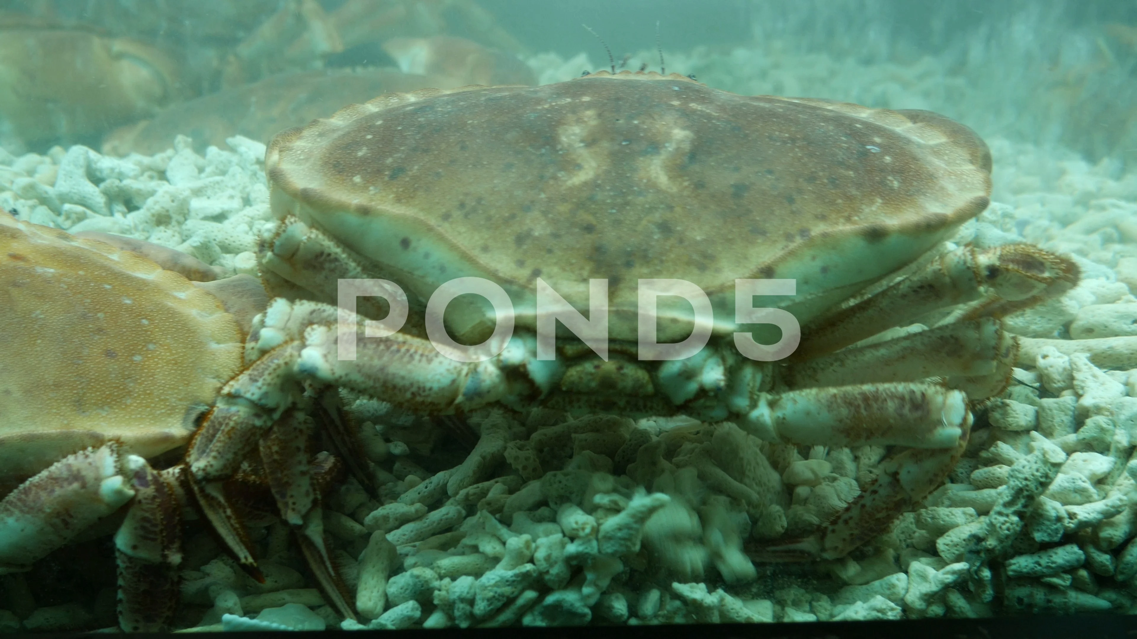 live king crab
