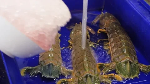 Close-up of Large Live Mantis Shrimps Being Washed in a Blue Bin Видео 344222023
