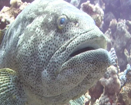 Close up of A large Malabar grouper Stock Footage 457951