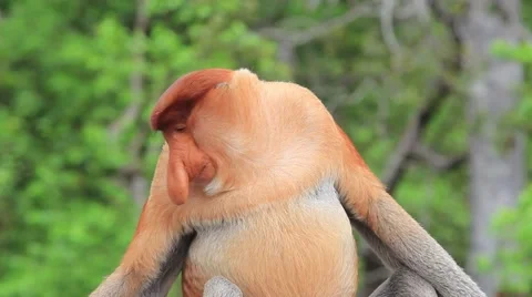 Close up of large male Proboscis Monkey Stock Footage 64567446