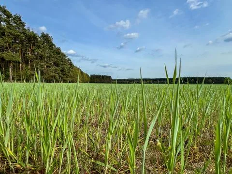 Close up on a large meadow full of single grains of grass and other plants Fotos de archivo