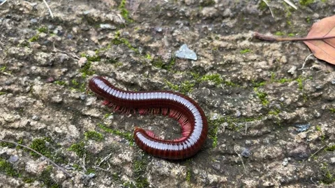 Close up large Millipede crawling on textured ground. Stock Footage 311576030