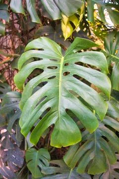 Close-up of a large Monstera leaf with characteristic splits  green color Stock-Fotos