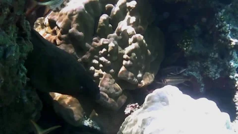 Close-Up of Large Moray Eel Showing Sharp Teeth in Coral Cave Vídeos de archivo 341770854