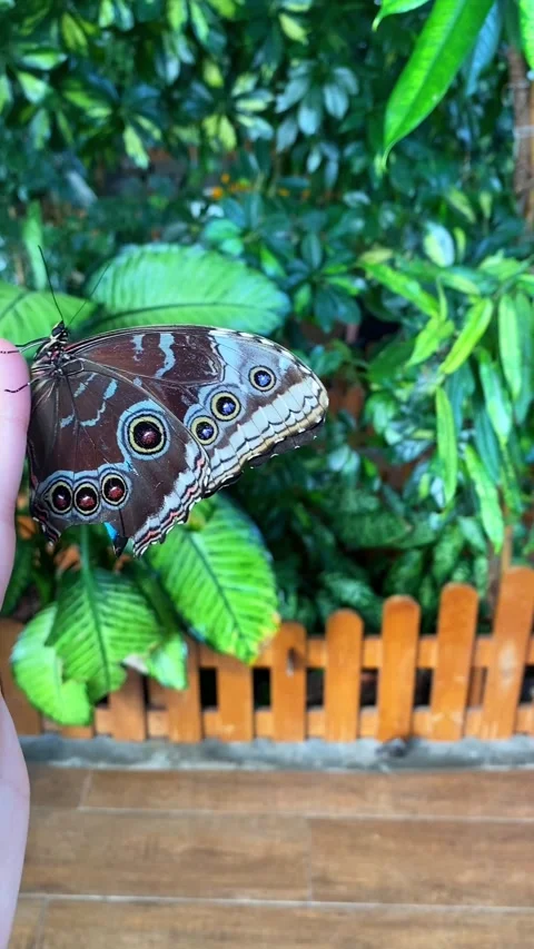 Close up of a large morpho butterfly with intricate patterned wings resting. Stock Footage 346045998