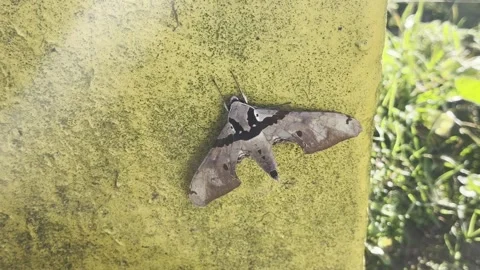 Close Up of Large Moth Resting on Yellow Surface in Nature Stock-Footage 344202277