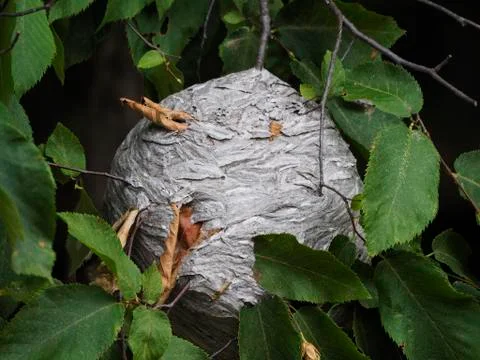 Close-up of a large nest of wasps hanging from a tree branch Fotos de archivo