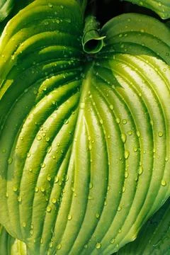 Close-up of large new green leaf of plantain lily funkia hosta covered with Stock Photos