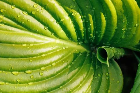 Close-up of large new green leaf of plantain lily funkia hosta covered with Stock Photos