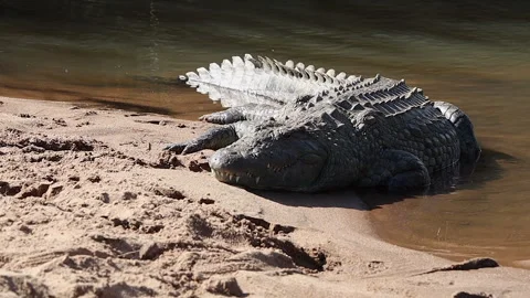 Close up large Nile crocodile lies in sun on riverbank sand, Kruger NP Vidéo 313336554