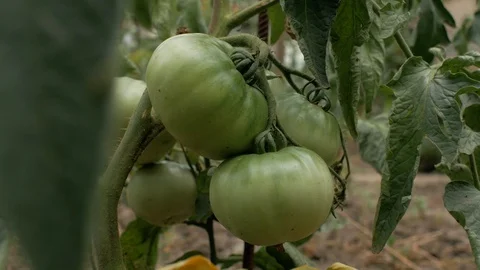 Close-up of large not ripe green tomatoes growing on a branch in the garden Stock Footage 111281455