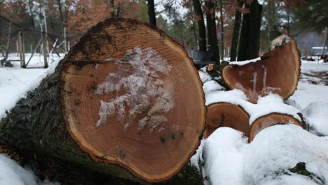 Close up of large oak tree stump laying ... | Stock Video | Pond5