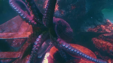 Close-up of a large octopus swimming at the bottom of a large aquarium Stock Footage 103851474