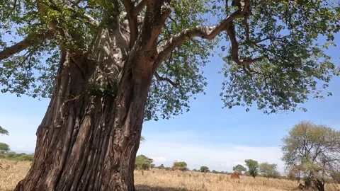 Close-up of a large old African Babobab tree Stock Footage 169911153