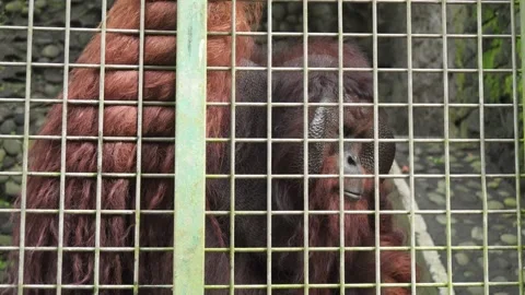 Close Up - Large Orang-Utan In Captivity Video stock 154148943