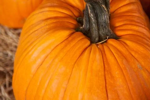 Close up of large orange pumpkin. Background for fall, autumn, Halloween Stock Photos