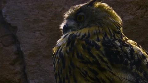 Close up of large owl Stock Footage 141200963