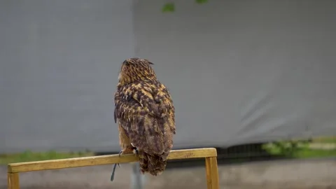 Close up of a large owl  Stock Footage 254929060