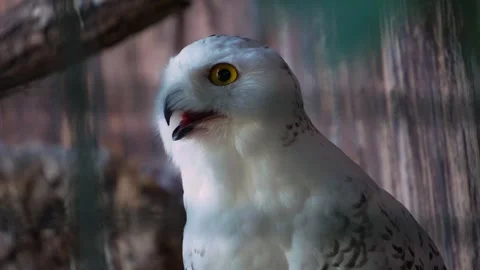 Close up of large owl Stock Footage 266759973